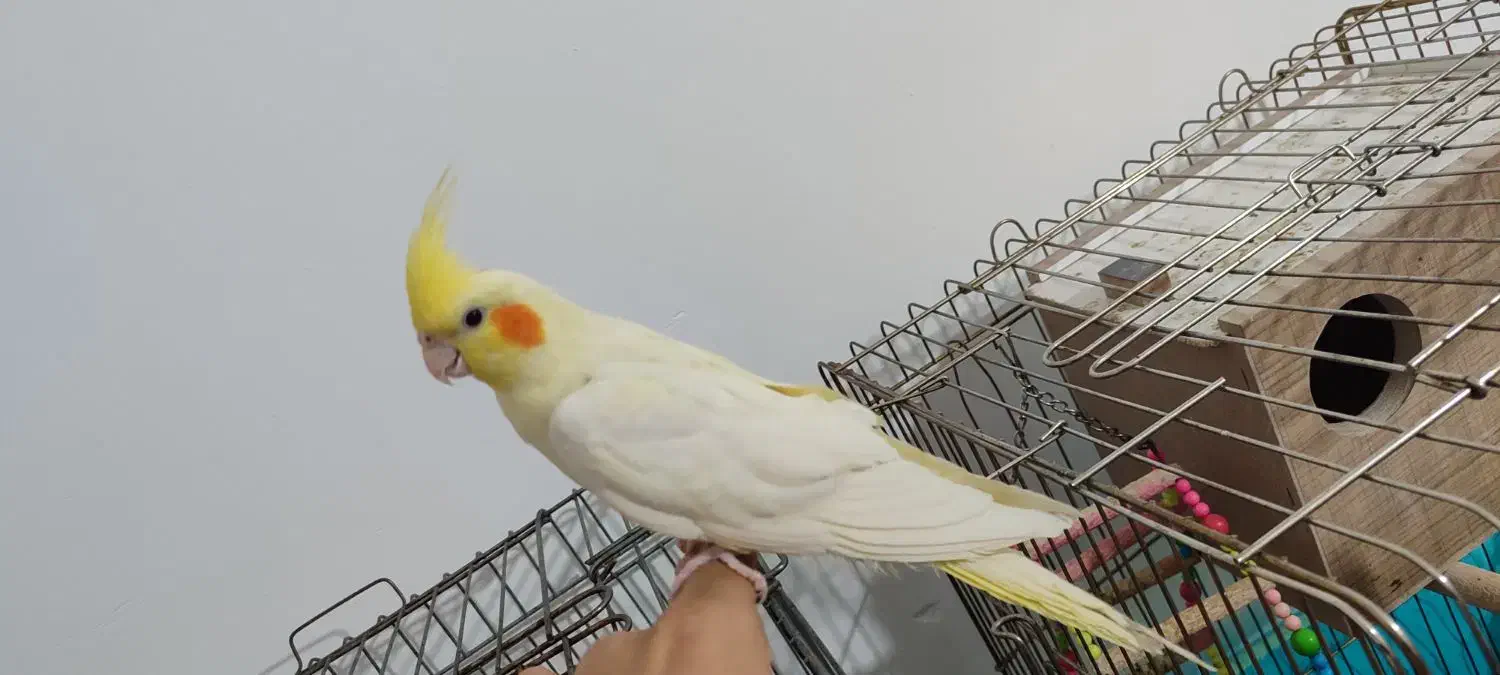 عروس هلندی|پرنده|بندر امام خمینی, |دیوار