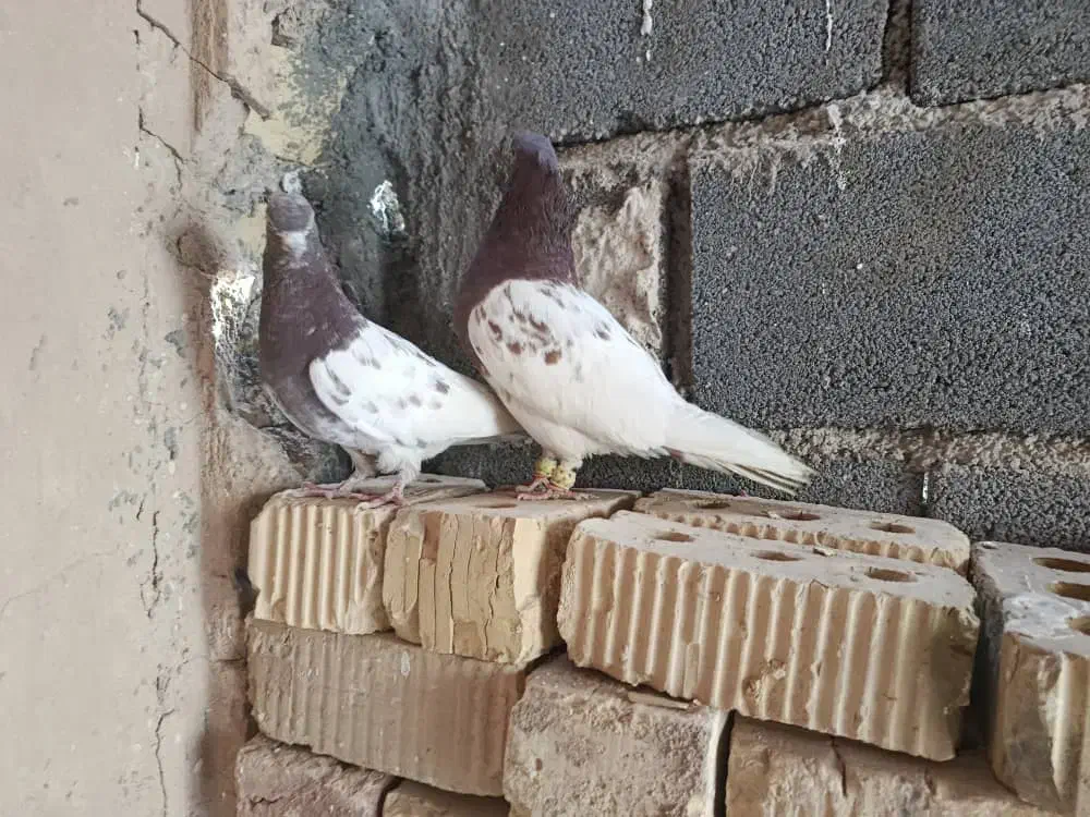 کبوتر|پرنده|مرودشت, ثبت احوال|دیوار