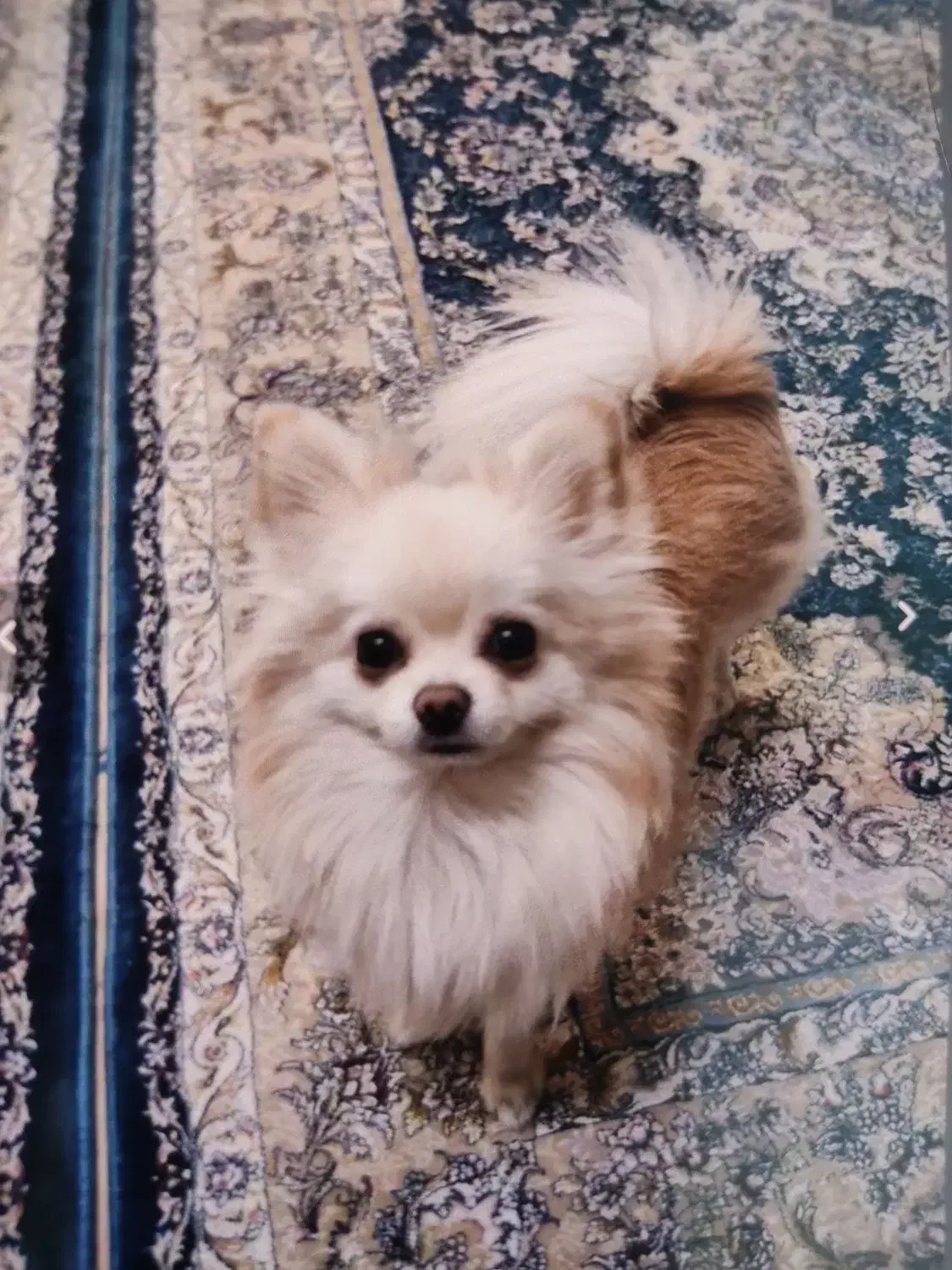 واگذاری پامر روباهی|سگ|فردیس, فردیس|دیوار