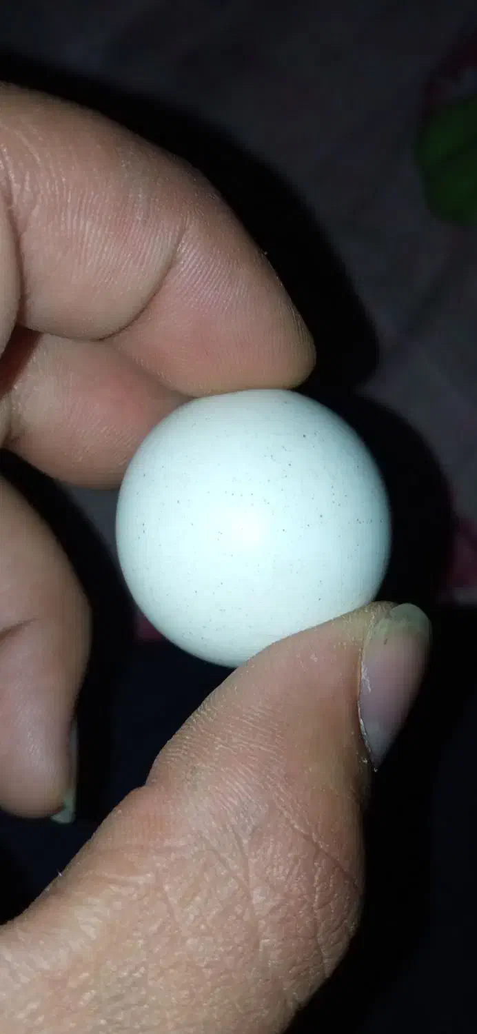 الماس اسیاب|کلکسیون اشیاء عتیقه|بندر گناوه, |دیوار