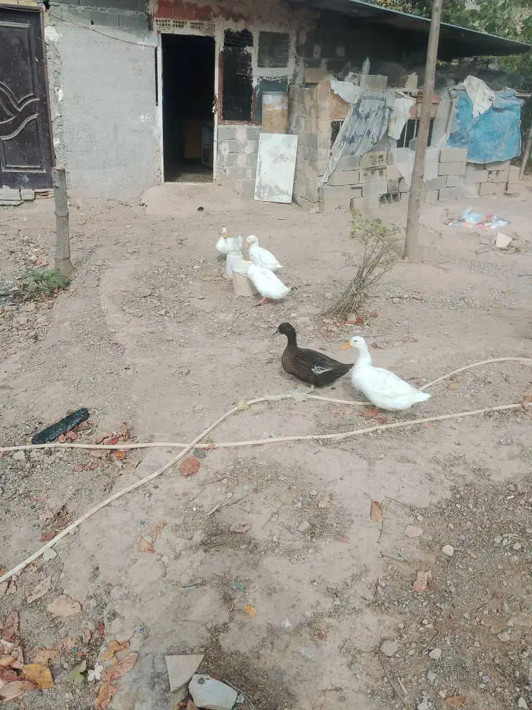 فروش مرغ و خروس و اردک|حیوانات مزرعه|ساری, |دیوار