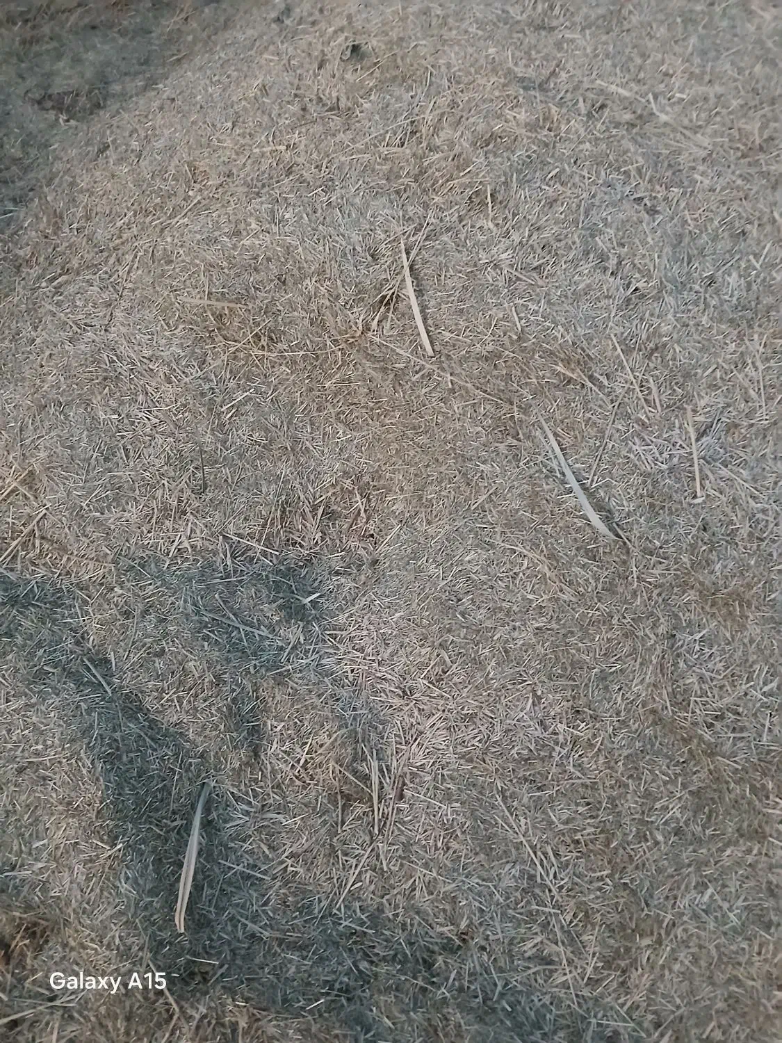 علف‌‌سبز‌جنگل‌|لوازم جانبی حیوانات|بهار, |دیوار