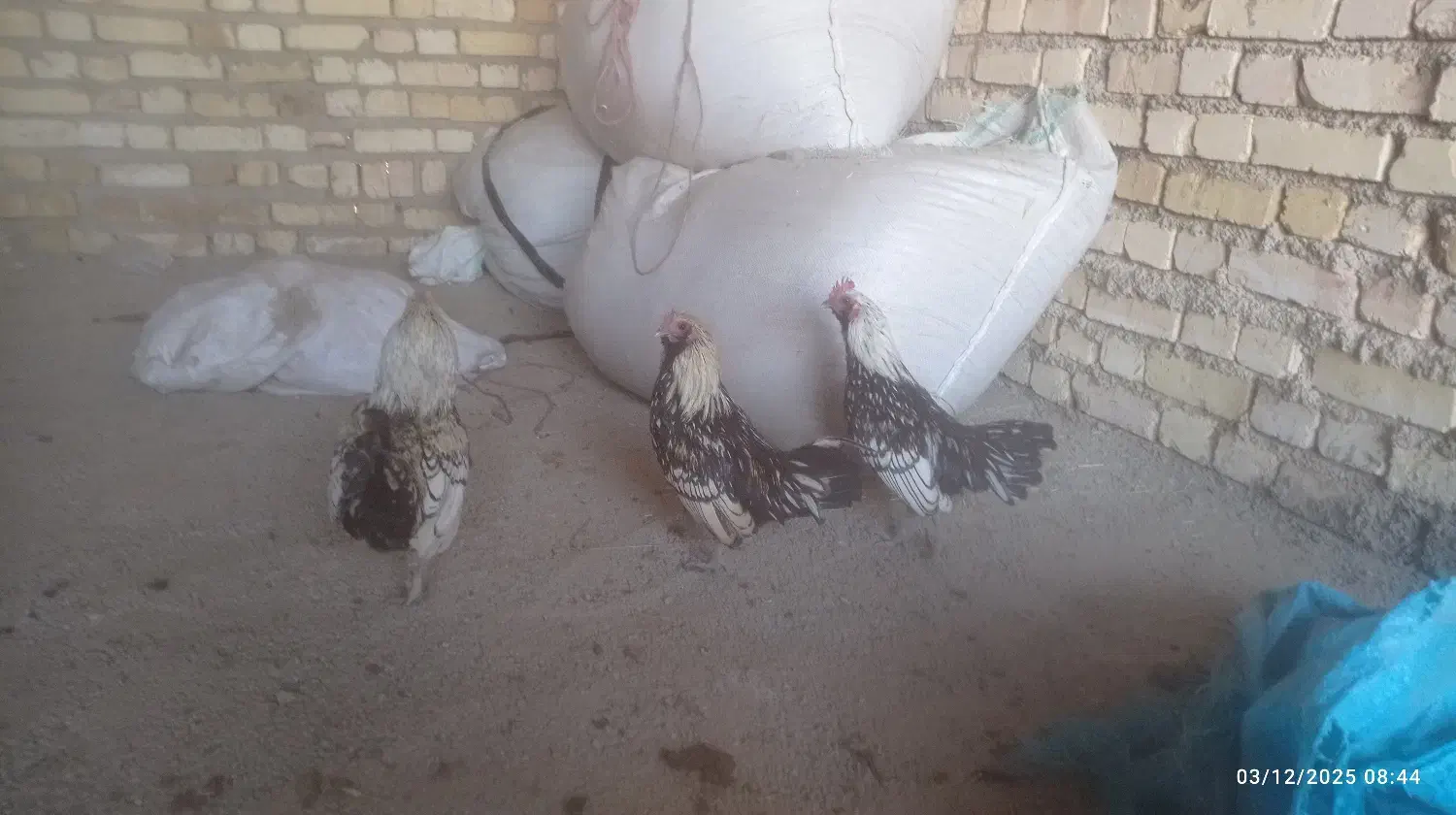 خروس سیبرایت|حیوانات مزرعه|صائین قلعه, |دیوار