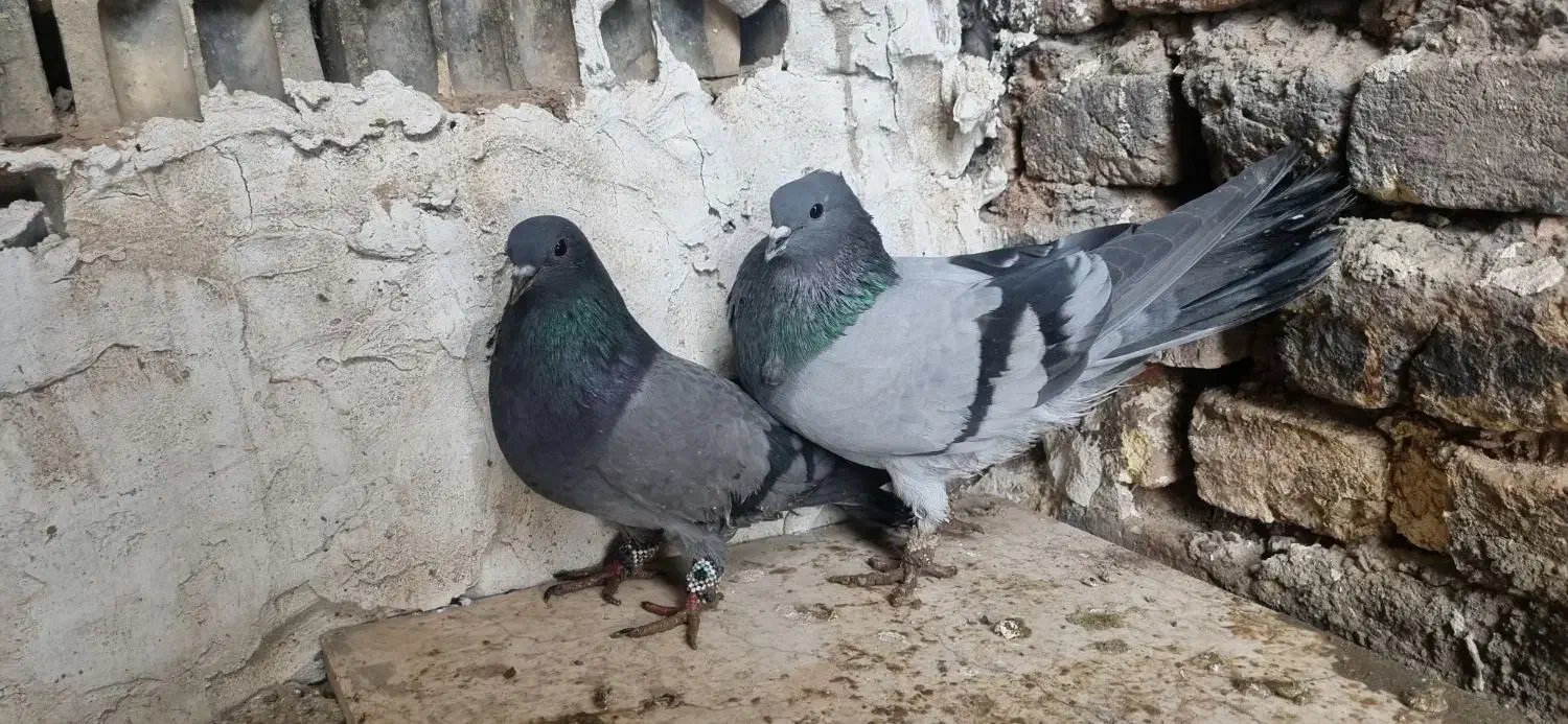 نروماده فیروزه ای|پرنده|خمینی‌شهر, |دیوار