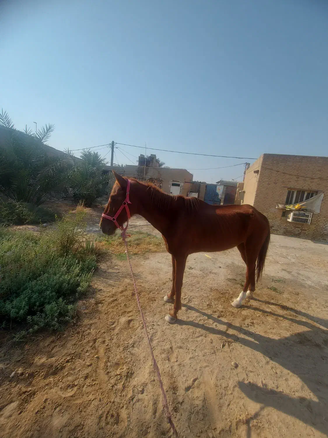 اسب مادیون|اسب و تجهیزات اسب‌سواری|امیدیه, |دیوار