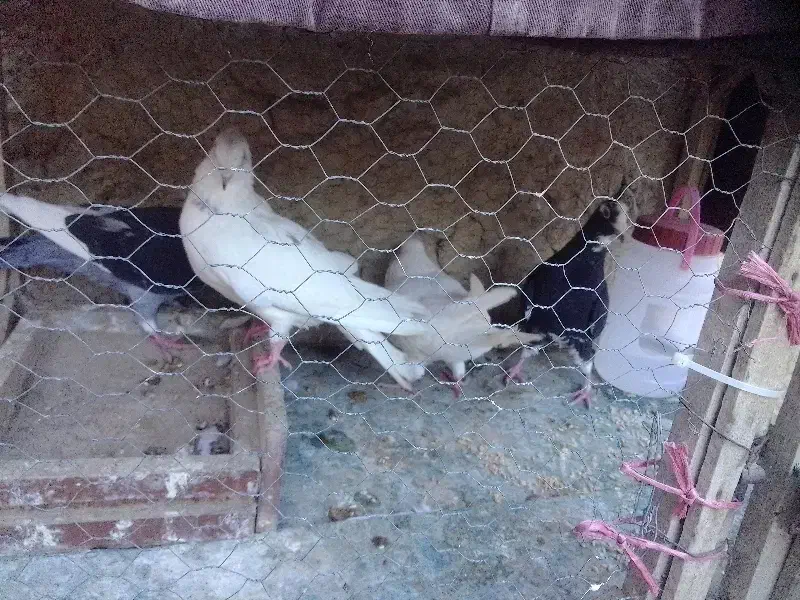 کبوتر|پرنده|شیروان (خراسان), |دیوار