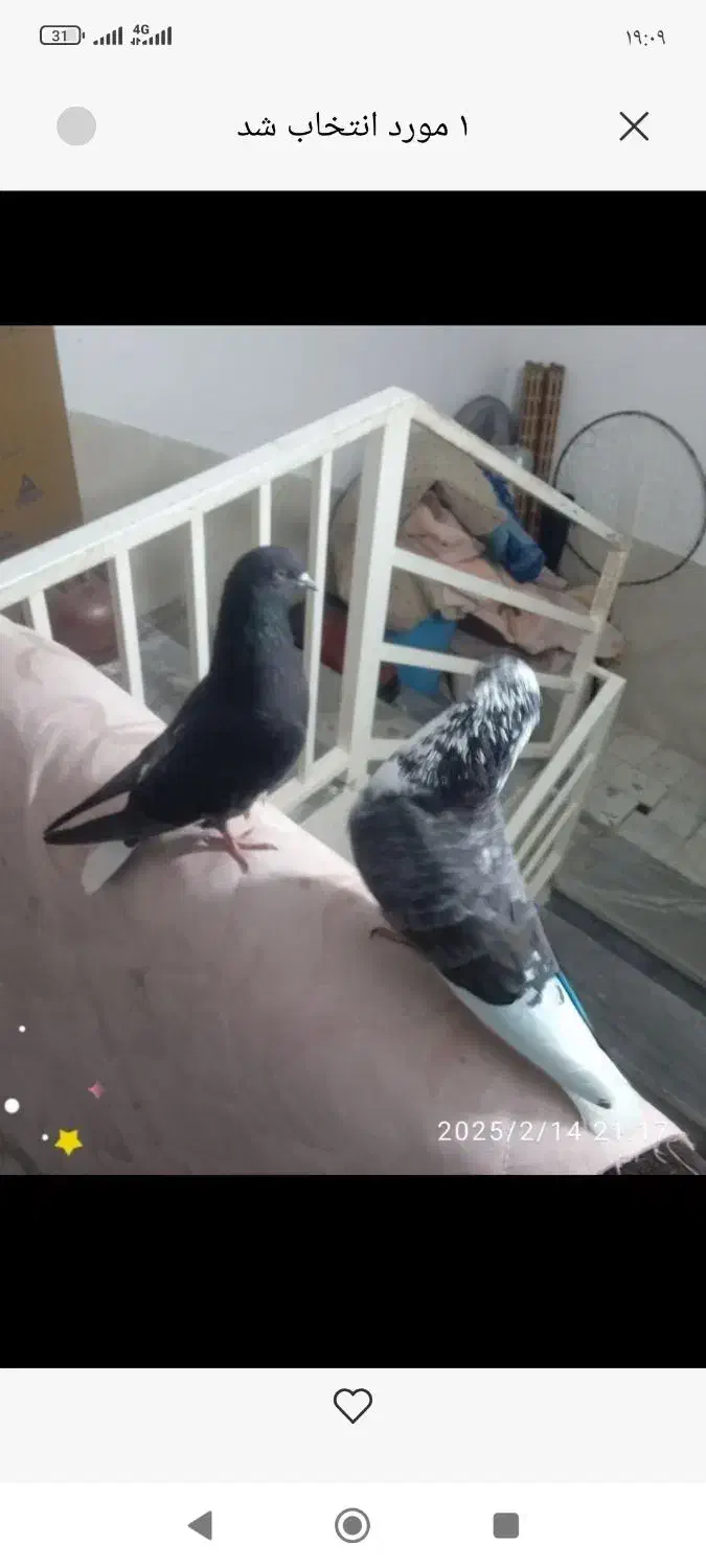 کفتر قاره دم سفید|پرنده|ری, علایین|دیوار