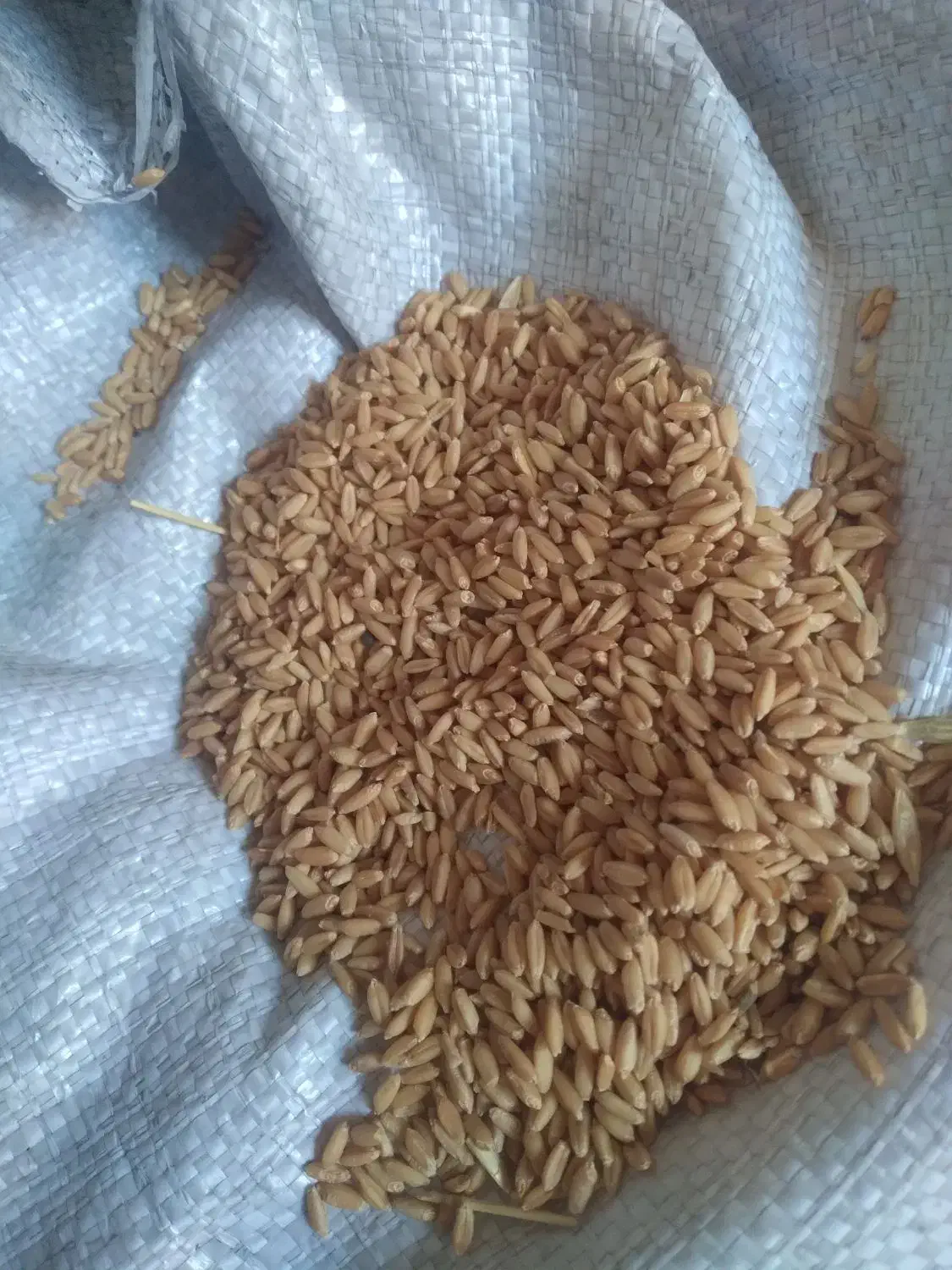 گتدم تمیز|خوردنی و آشامیدنی|خاوه, |دیوار