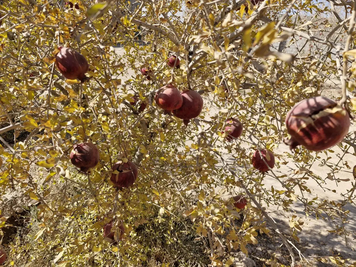 انار ترک خرده واسه رب انار|خوردنی و آشامیدنی|شاهین‌شهر, گرگاب|دیوار