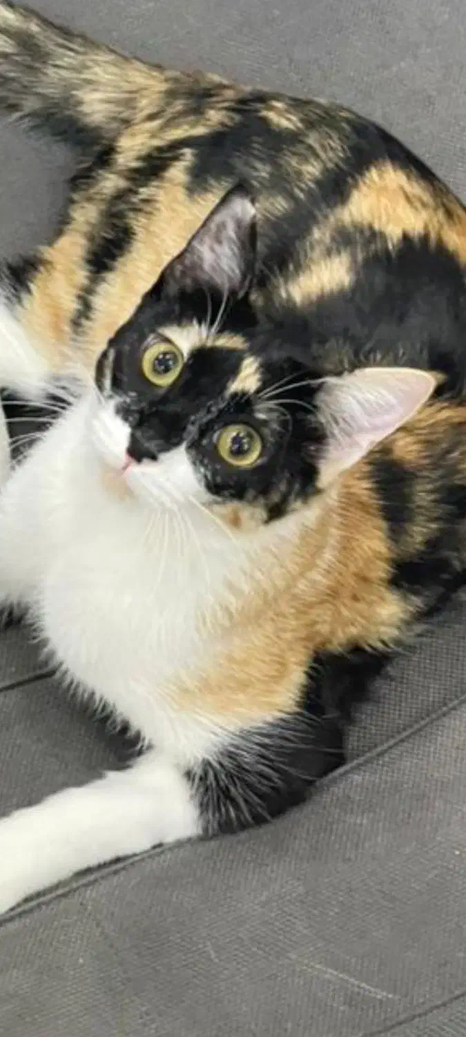 واگذاری گربه رایگان|گربه|کهریزک, |دیوار