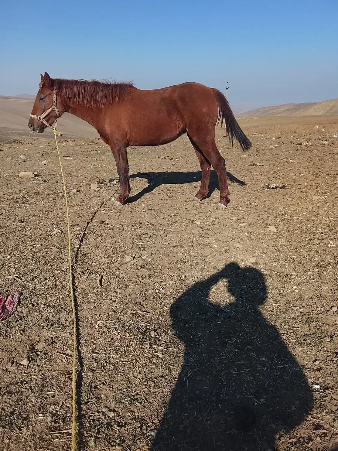 اسب مادیان از منطقه بیله سوار|اسب و تجهیزات اسب‌سواری|بیله سوار, |دیوار