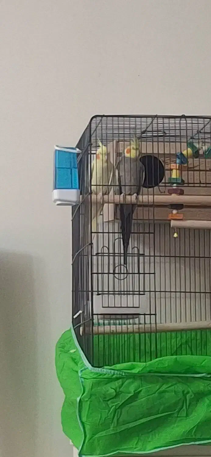 یک جفت عروس هلندی|پرنده|تهران, هفده شهریور|دیوار