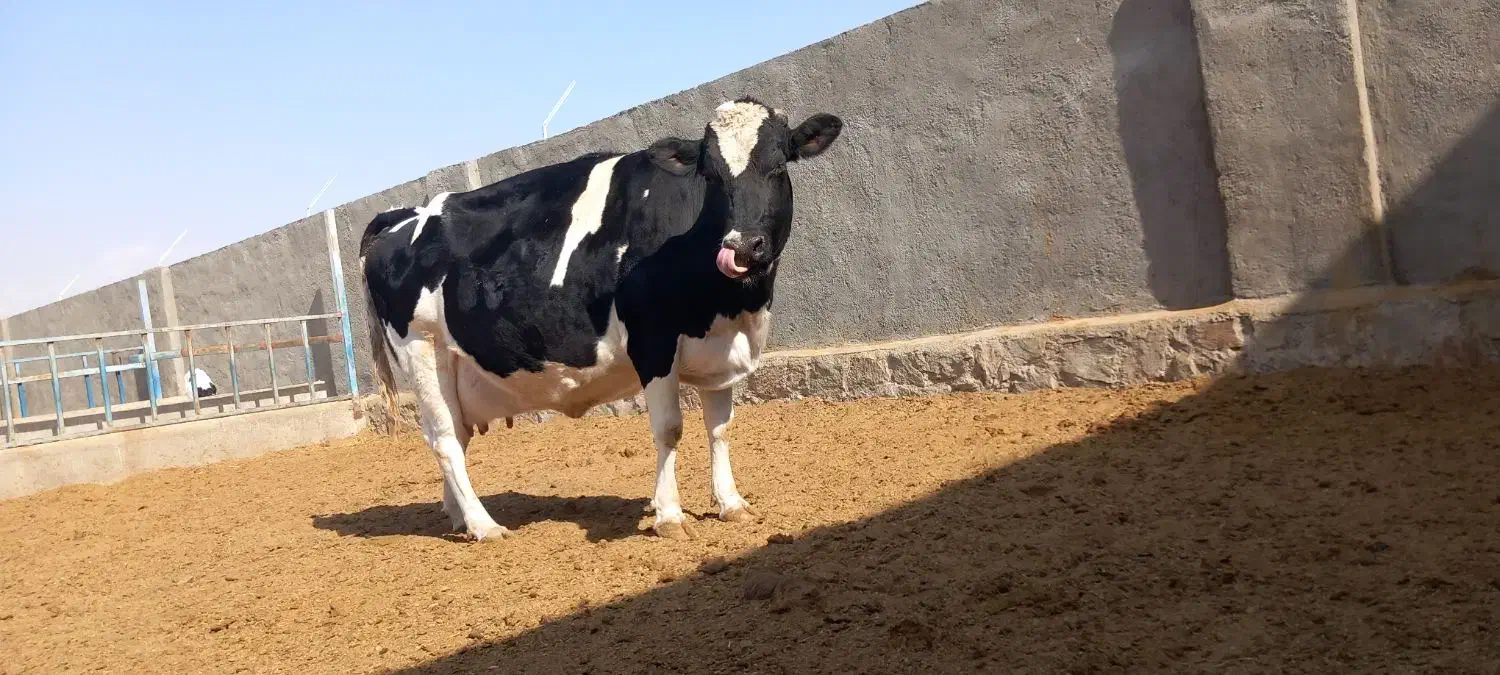 گاوشیری و تلیسه ابستن|حیوانات مزرعه|باشتین, |دیوار