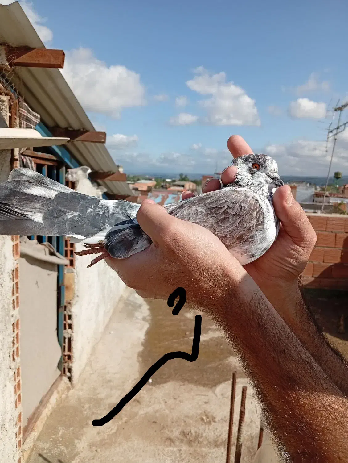 فروش کبوتر نر ماده|پرنده|ساری, |دیوار