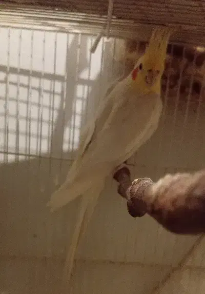 عروس|پرنده|مشهد, قائم|دیوار