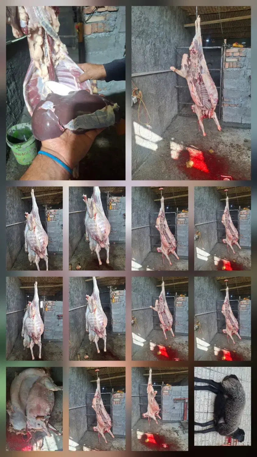 گوسفند شیشک بره ماده و بزغاله 249|حیوانات مزرعه|اراک, |دیوار