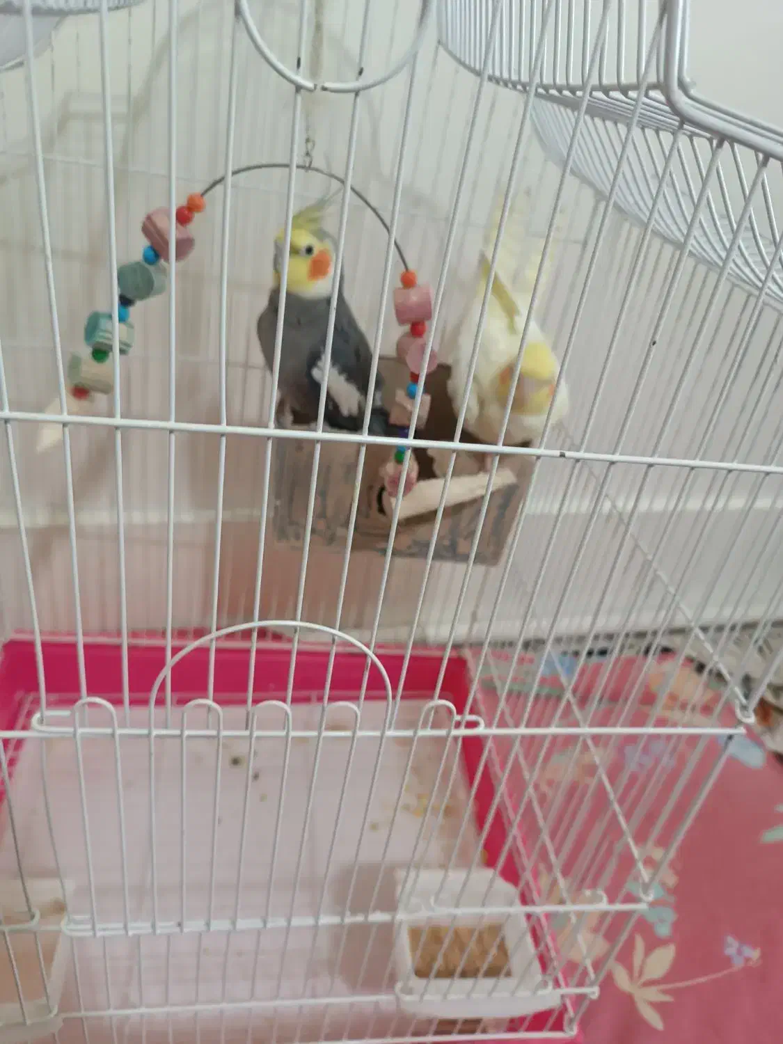 دوتا عروس نر ماده|پرنده|اسلامشهر, شهرک قائمیه|دیوار