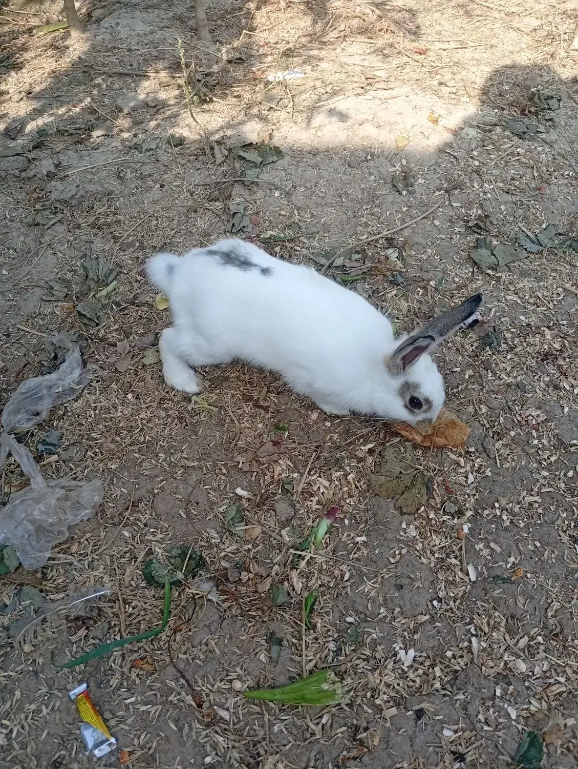 فروش فوری خرگوش|موش و خرگوش|خان ببین, |دیوار