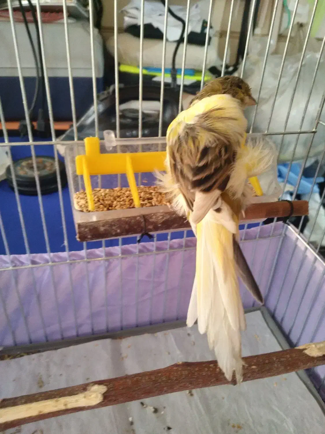 قناری فری رسمی بلندنر|پرنده|تهران, استخر|دیوار