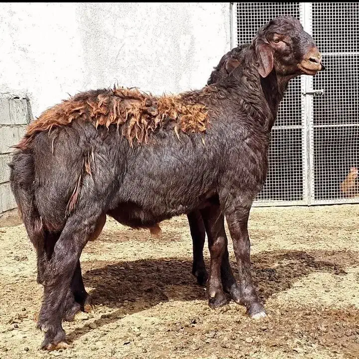 بره نره|حیوانات مزرعه|قزوین, |دیوار