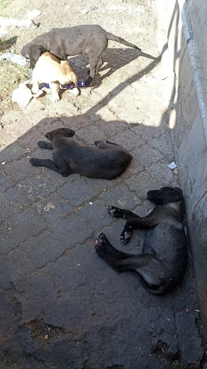 فروش تعدادی توله سگ|سگ|شبستر, |دیوار