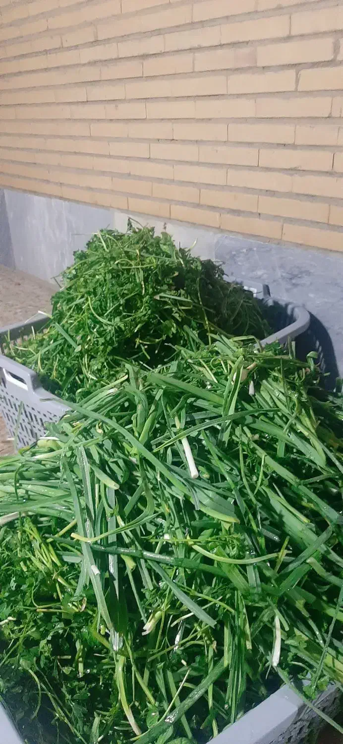 قرمه سبزی پر سرخ خانگی|خوردنی و آشامیدنی|فردیس, قریشی|دیوار