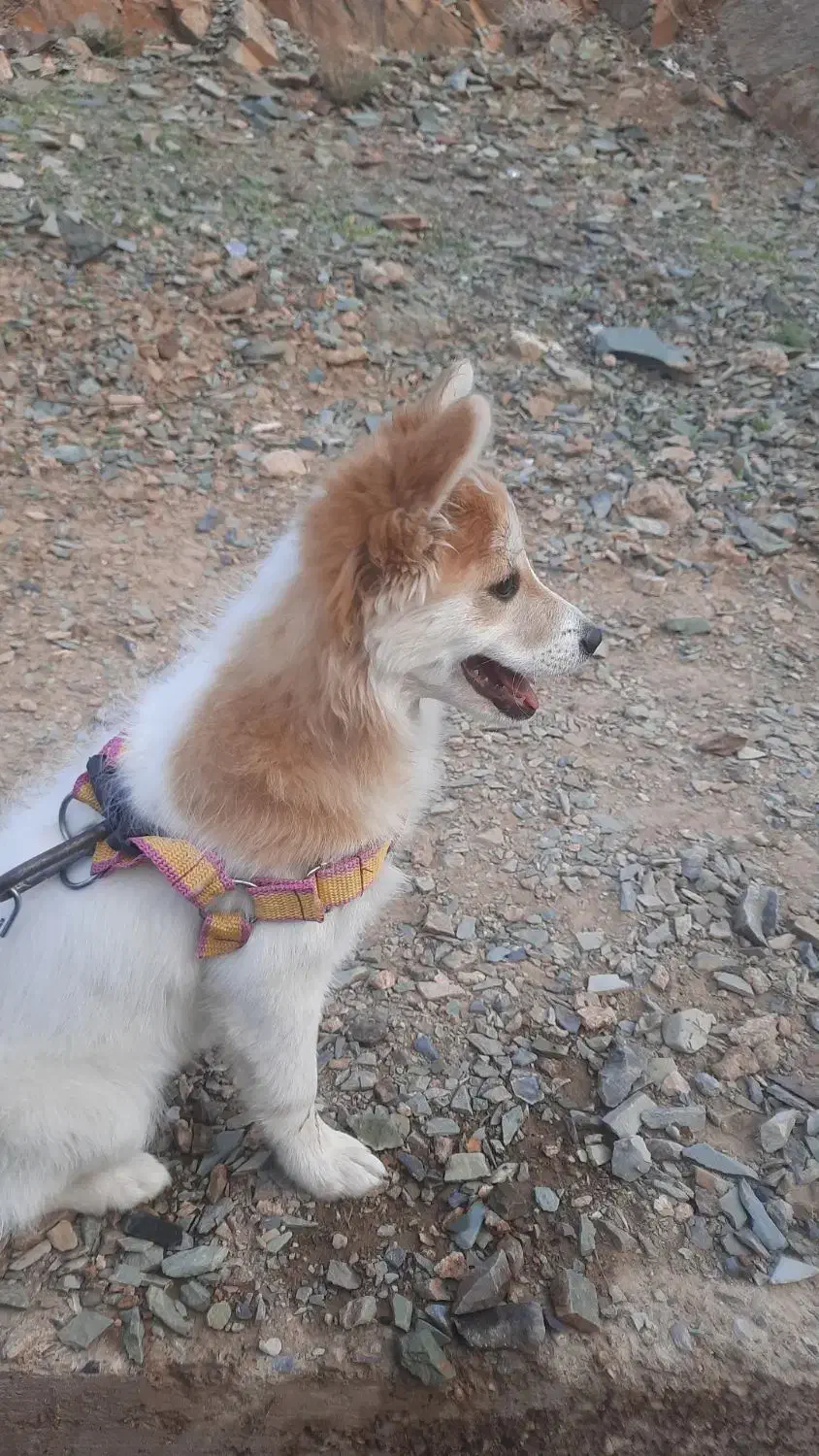 سگ اشپیتز آلمانی تیز و خیلی باهوش|سگ|یزد, |دیوار