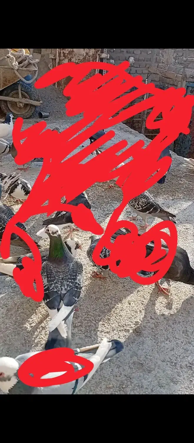 کبوتر مینا مگس|پرنده|زاهدان, |دیوار