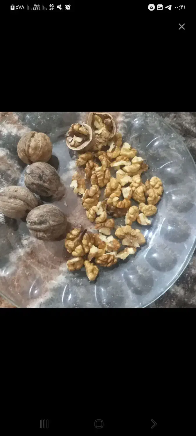 گردوی سفید وخوش مزه|خوردنی و آشامیدنی|میاندوآب, |دیوار