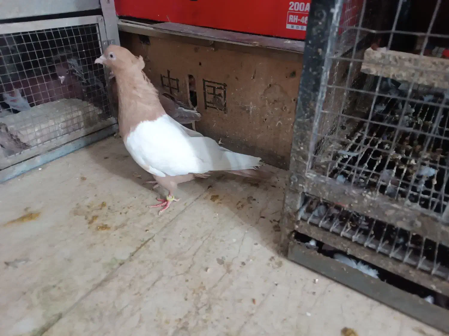 سینه ای زرد نر|پرنده|کرج, مطهری|دیوار