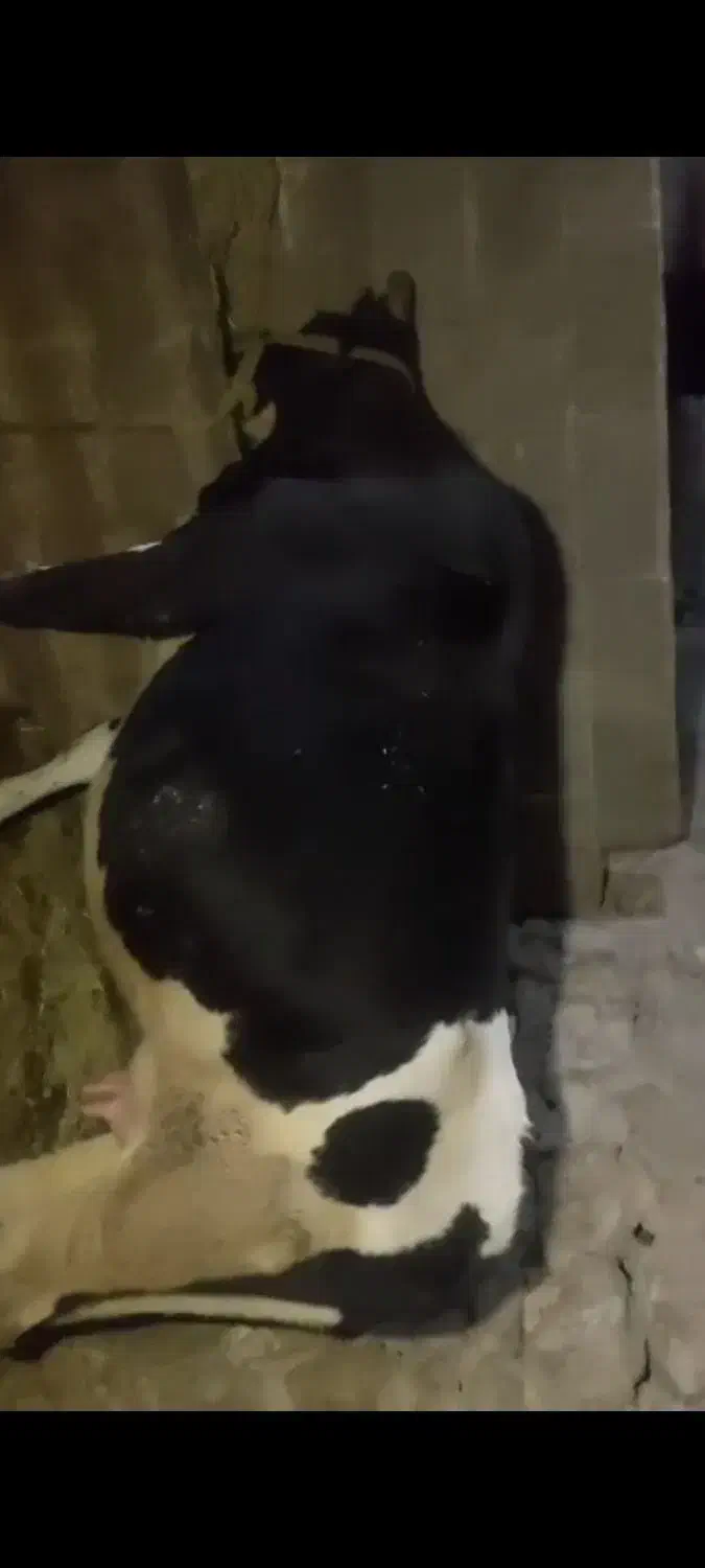 گوساله|حیوانات مزرعه|پاتاوه, |دیوار