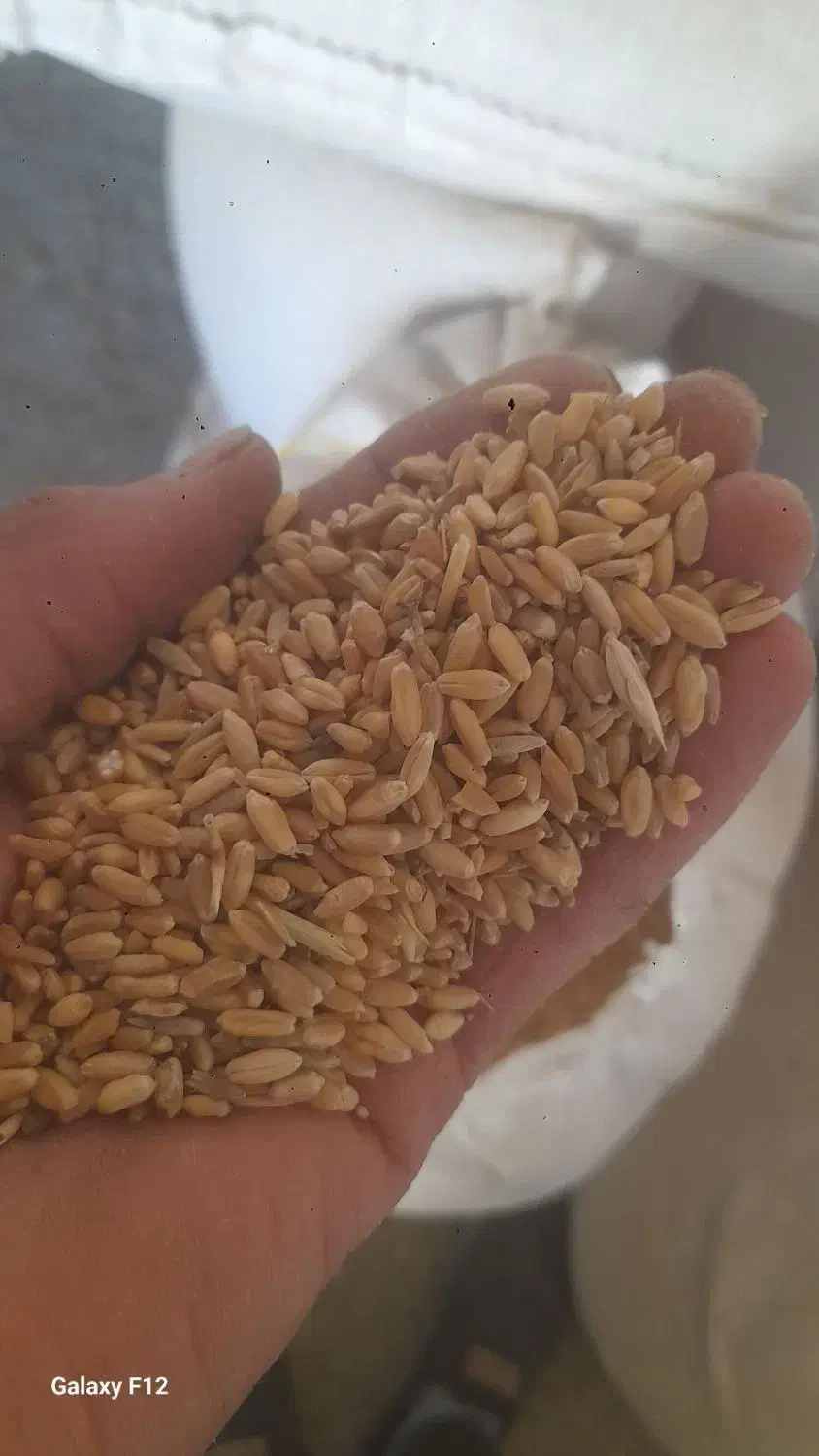 گندم دامی|حیوانات مزرعه|داران, |دیوار