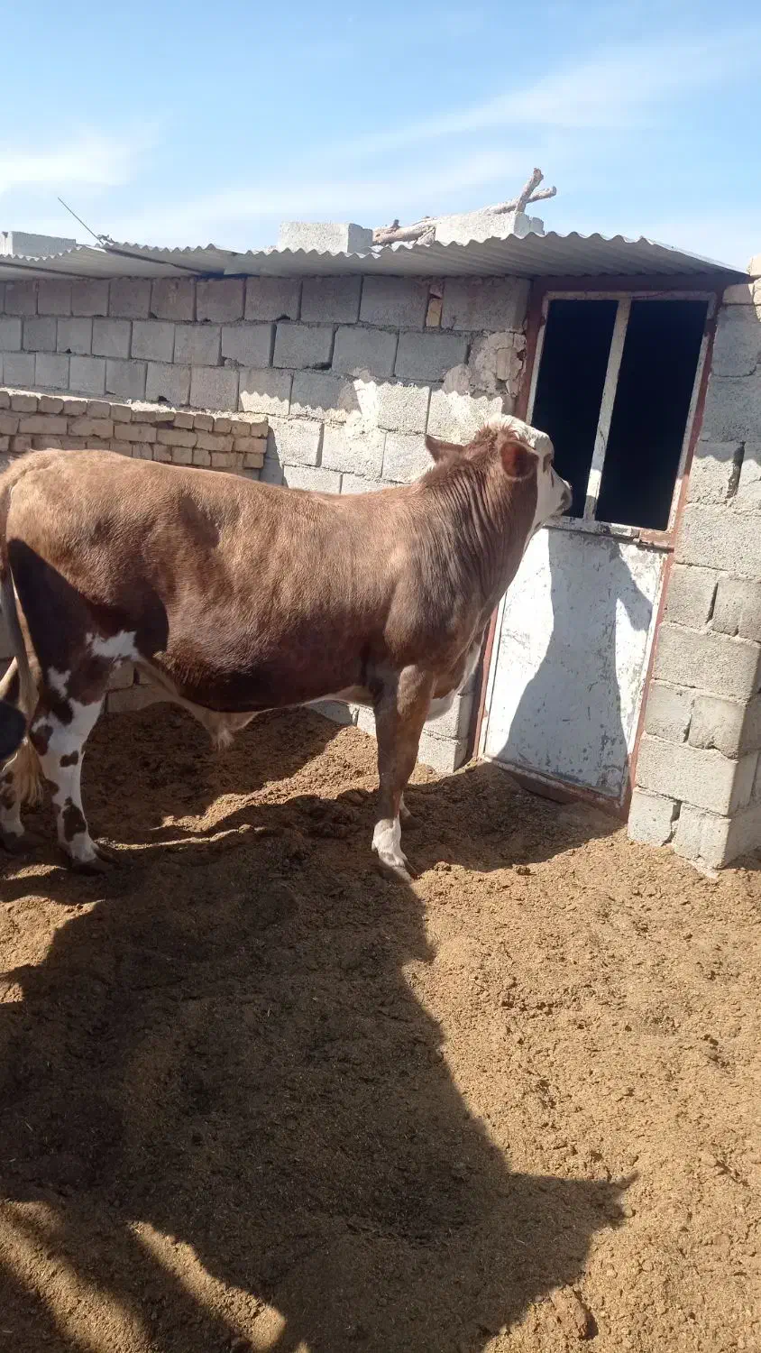 نرگاو سیمینتال|حیوانات مزرعه|بافق, |دیوار