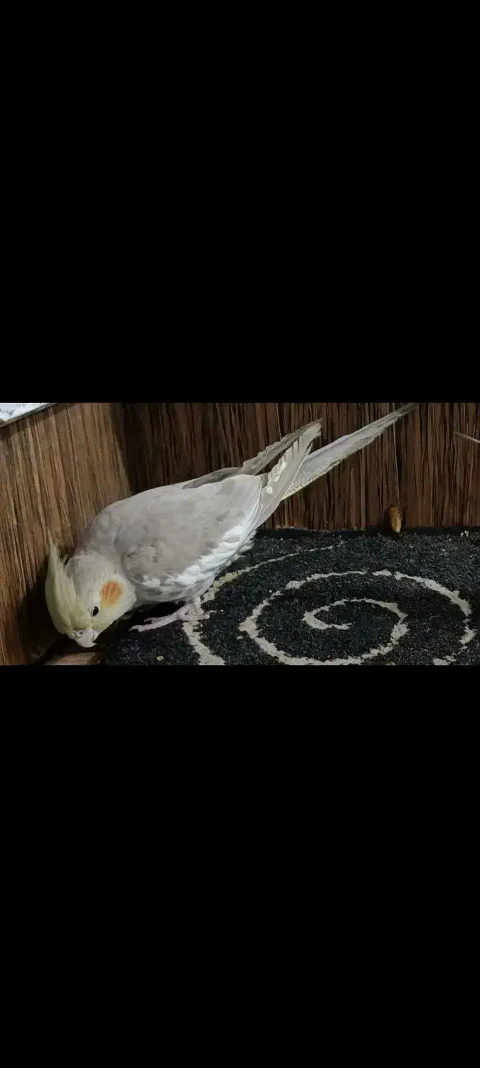 هرکس گرفته بم اطلاع بده|حیوانات|آبادان, |دیوار