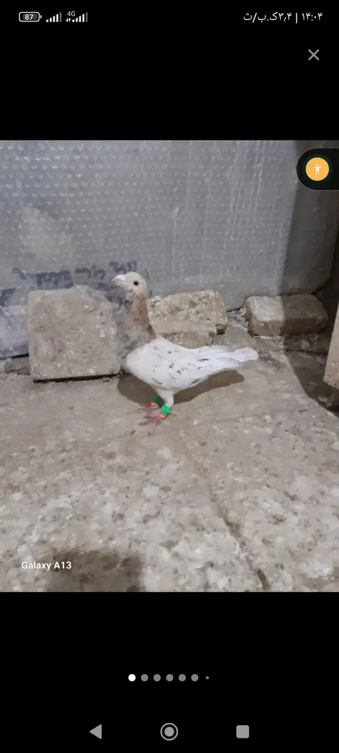 گمشده|حیوانات|سبزوار, کهنه آب|دیوار