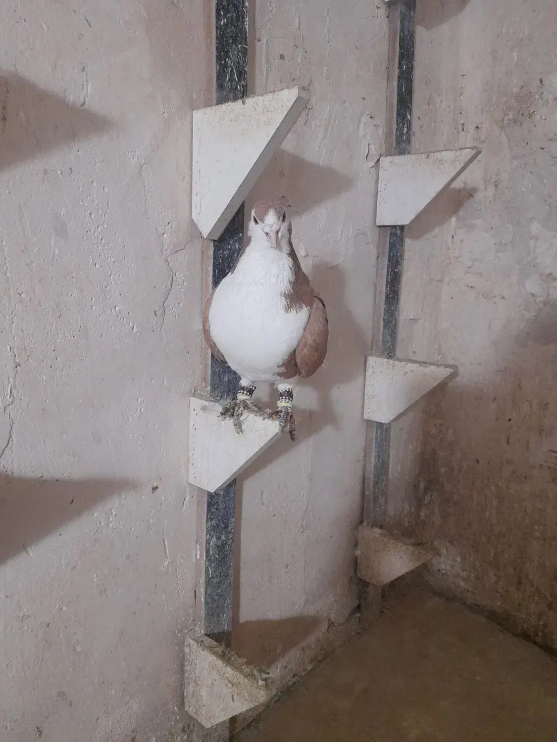 ساده زرد نر۵۰۰|پرنده|شیروان (خراسان), |دیوار