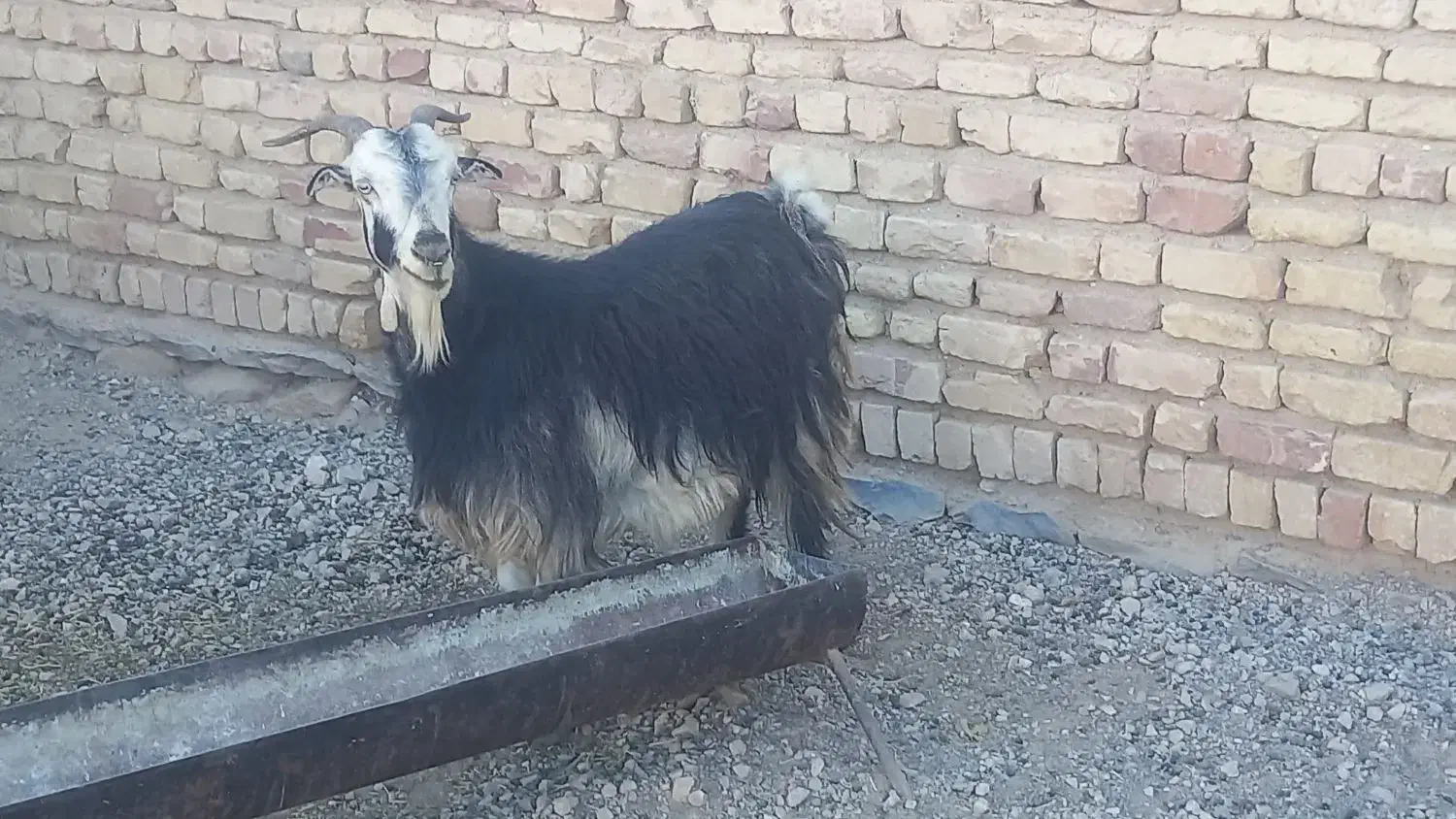 کولار بز آبستن و کهره نر چاق|حیوانات مزرعه|مرودشت, پشت سایپا|دیوار