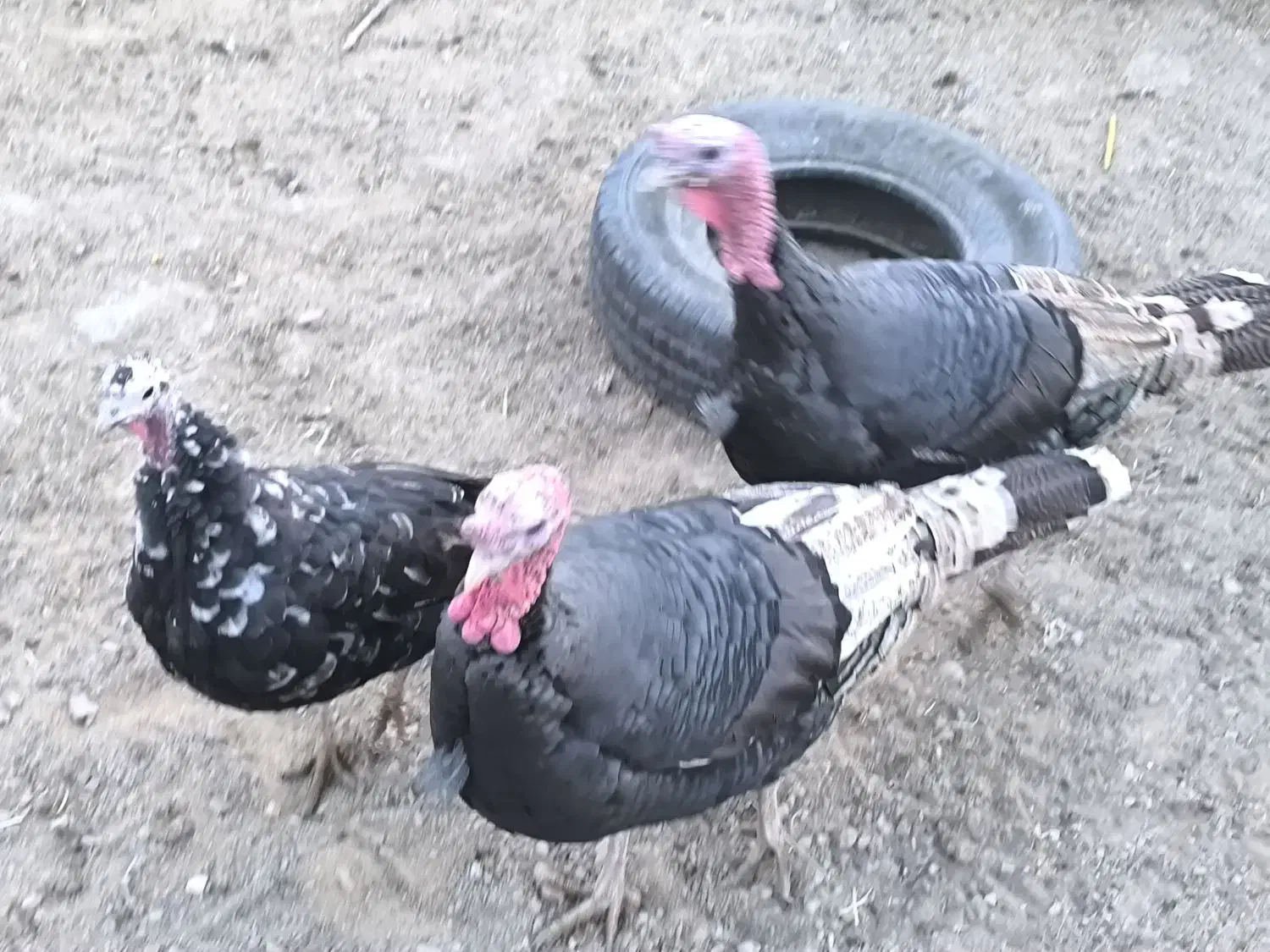 بوقلمون چاق و درجه یک|حیوانات مزرعه|آباده, |دیوار