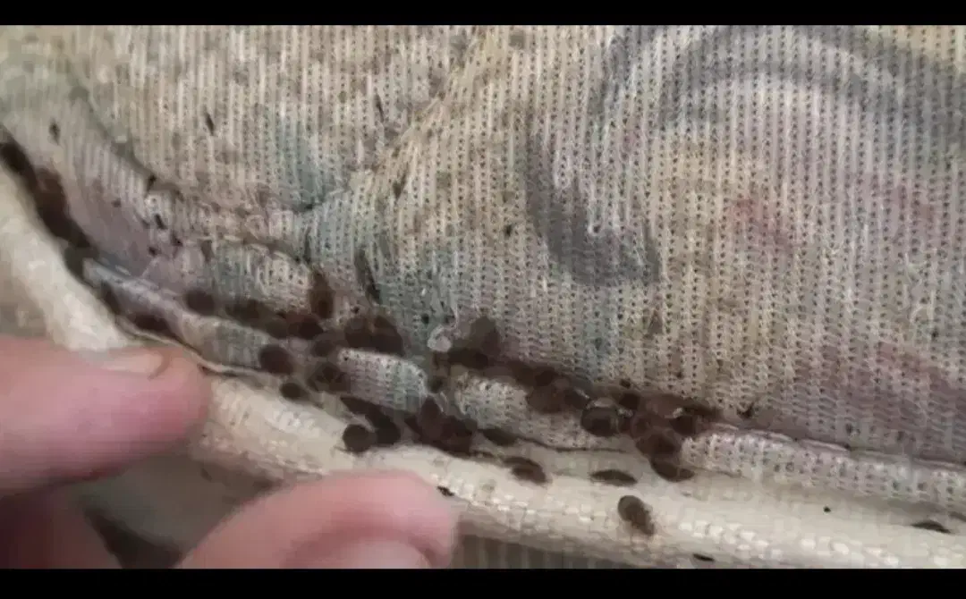 سمپاشی ۱۰۰/ تضمینی ساس سوسک کنه موش ( درمصلی وچمن)|خدمات نظافت|مشهد, کوی سیدی|دیوار