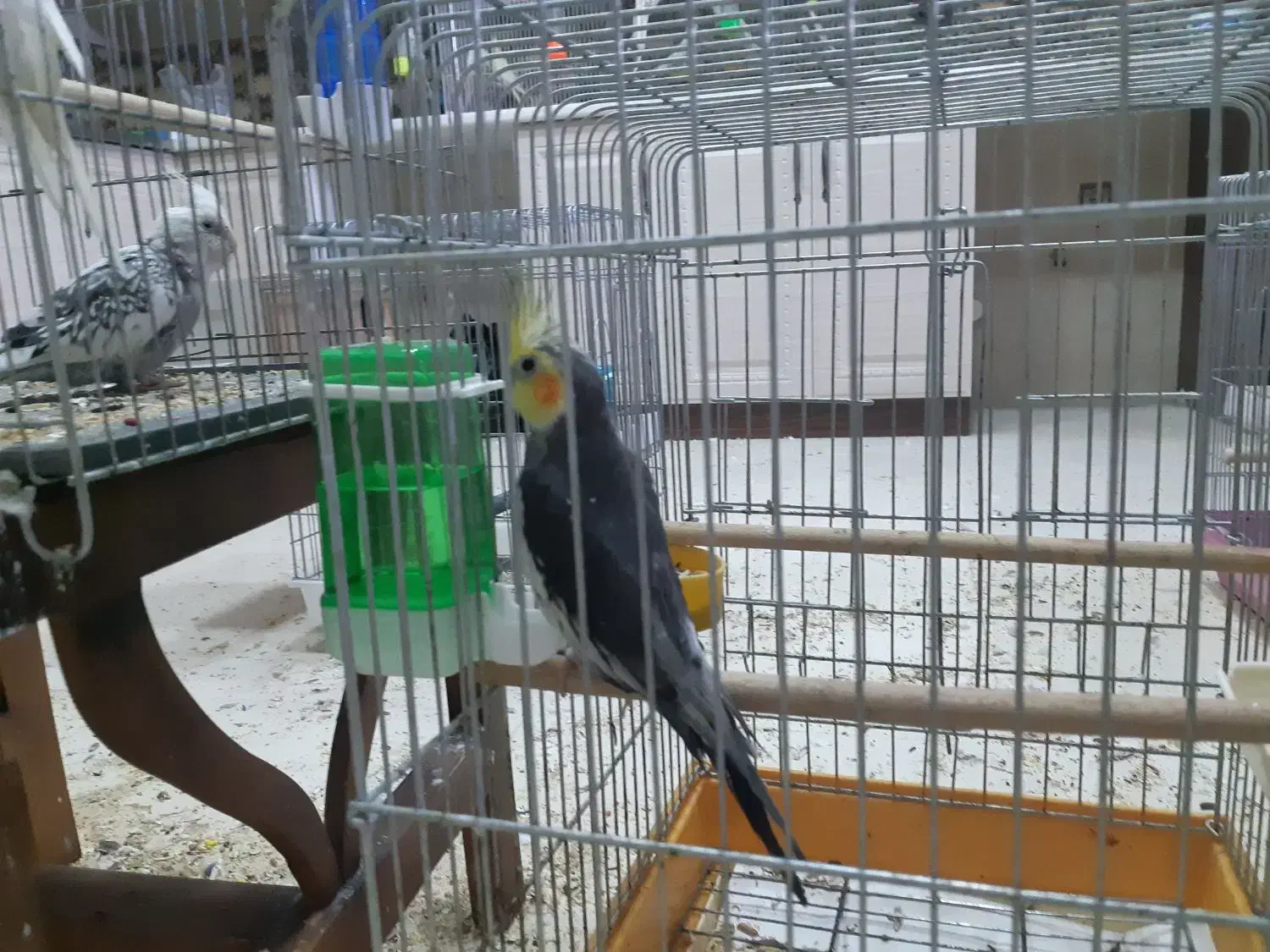 عروس هلندی|پرنده|قم, بنیاد|دیوار