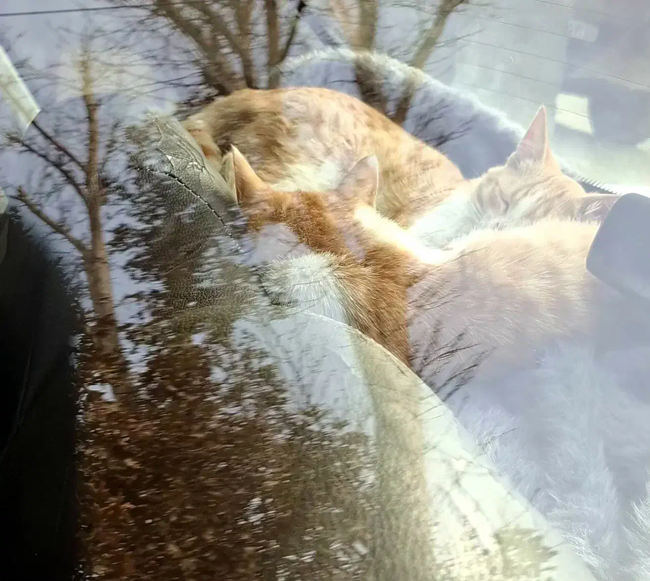 واگذاری بچه گربه|گربه|احمدآبادمستوفی, |دیوار