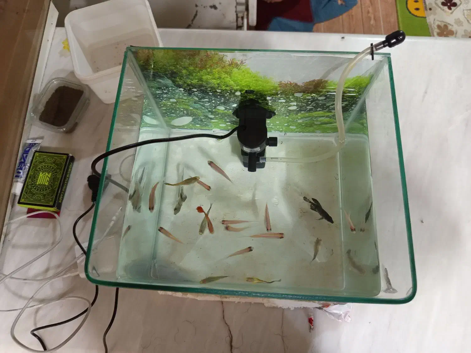 ماهی واکواریم|ماهی|تربت جام, معدآباد|دیوار