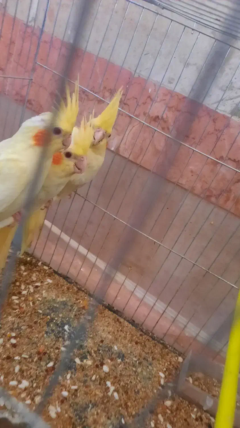 سلام ستا جوجه دوماه عروس  هلندی|پرنده|مشهد, شهید احمدی روشن|دیوار