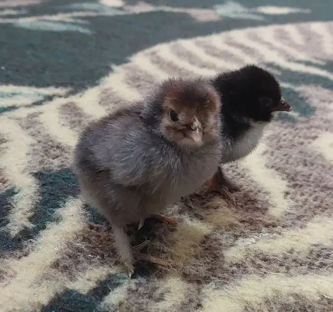 جوجه ۳روزه گلپایگان|حیوانات مزرعه|شاهین‌شهر, مسکن مهر|دیوار