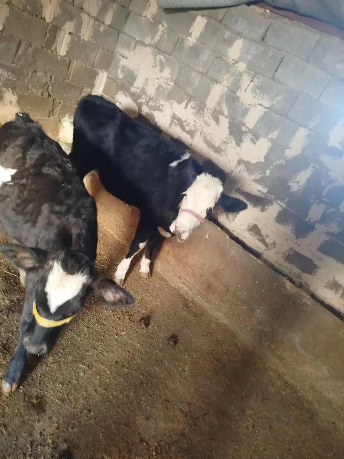 گوساله ماده|حیوانات مزرعه|زاغه, |دیوار