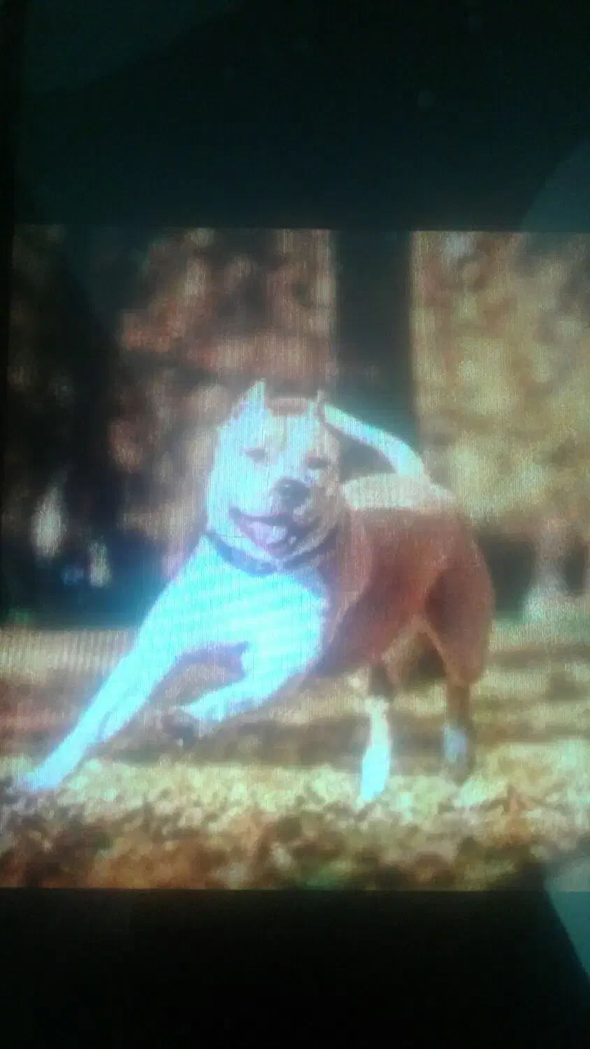 گمشده|حیوانات|زنجان, |دیوار