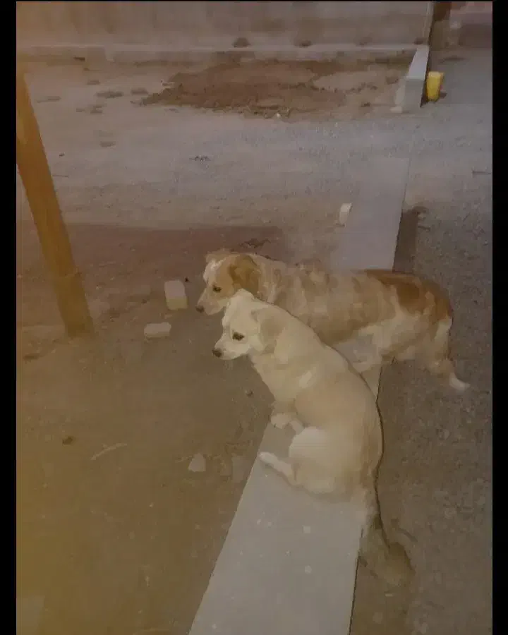 گم شده|سگ|دلیجان, |دیوار