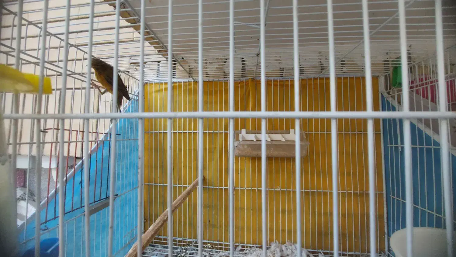 قناری نر مست بخون معاوضه با انگشتر نقره|پرنده|مشهد, چهارچشمه|دیوار