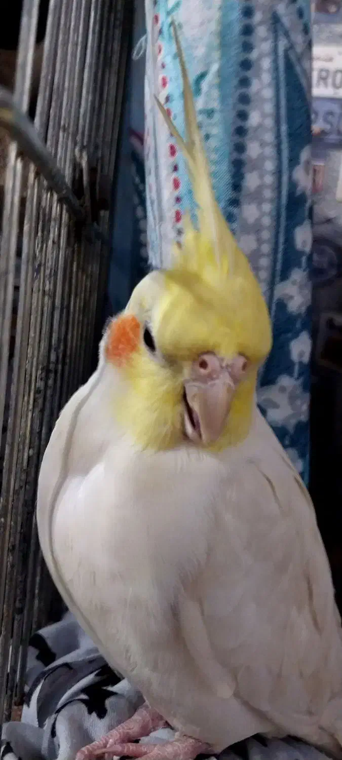 عروس هلندی رام دوستی|پرنده|تهران, باشگاه نفت|دیوار