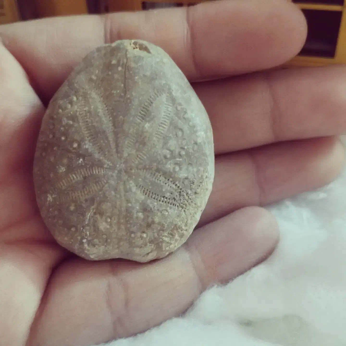 فسیل ستاره دریایی بسیار دیدنی و جالب|کلکسیون اشیاء عتیقه|مشهد, سجادیه|دیوار